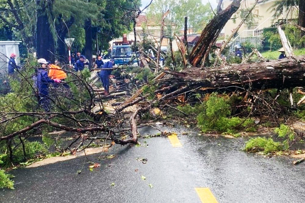 Huyện Đức Trọng (Lâm Đồng) chủ động thực hiện rà soát, xử lý cây có nguy cơ ngã đổ trong mùa mưa bão 